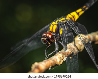 Yellow-black Dragon Fly Close Up Photo