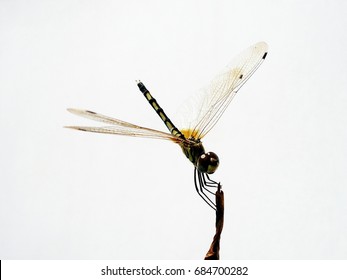 Yellow-black Indian Skimmer Dragonfly 