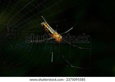 yellow-black spider Trapping prey in its own web.