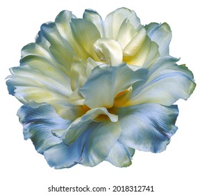 Yellow-blue  tulip flower  on white isolated background with clipping path. Closeup. For design. Nature. 