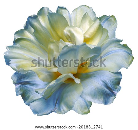 Yellow-blue  tulip flower  on white isolated background with clipping path. Closeup. For design. Nature. 