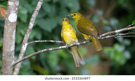 Yellow-browed bulbul mother bird feeding its chick on a branch in a lush green forest in India. - Powered by Shutterstock