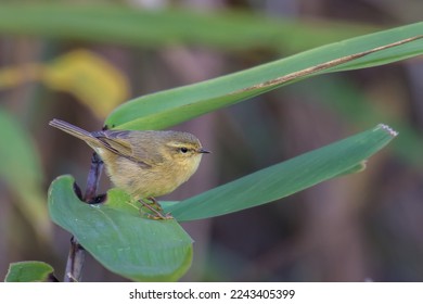Yellow-browed Leaf Warbler bird on branch in nature.
 - Shutterstock ID 2243405399