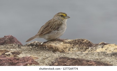 Yellow-browed Sparrow (Ammodramus Aurifrons) Passerellidae Family. Location: Manaus, Amazon – Brazil