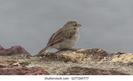 Yellow-browed Sparrow (Ammodramus Aurifrons) Passerellidae Family. Location: Manaus, Amazon – Brazil