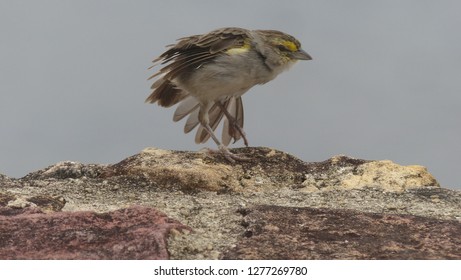 Yellow-browed Sparrow (Ammodramus Aurifrons) Passerellidae Family. Location: Manaus, Amazon – Brazil