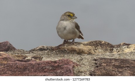 Yellow-browed Sparrow (Ammodramus Aurifrons) Passerellidae Family. Location: Manaus, Amazon – Brazil