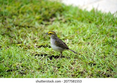 Yellow-browed Sparrow (Ammodramus Aurifrons) Passerellidae Family. Location: Manaus, Amazon – Brazil