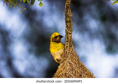 The Yellow-browed Sparrow Hanging On Its Nest On The Tree, This Bird Is In The Family Passerellidae