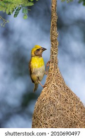 The Yellow-browed Sparrow Hanging On Its Nest On The Tree, This Bird Is In The Family Passerellidae