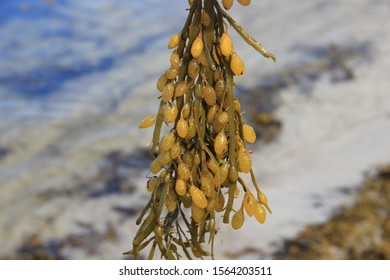 yellow-brown seaweed (Fucaceae) taken close-up from a sunny day - Shutterstock ID 1564203511