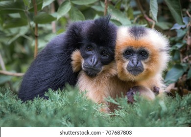 Yellow-cheeked Crested Gibbon Couple