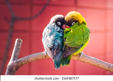 Yellow-collared Lovebirds (Agapornis personatus). Symbol of love