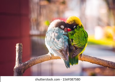 Yellow-collared Lovebirds (Agapornis personatus). Symbol of love - Shutterstock ID 1569387580