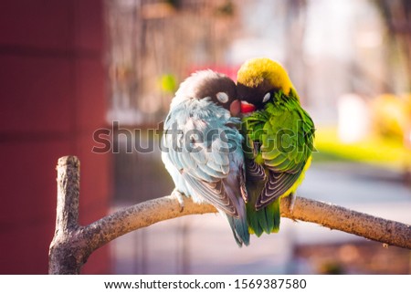 Yellow-collared Lovebirds (Agapornis personatus). Symbol of love ストックフォト © 