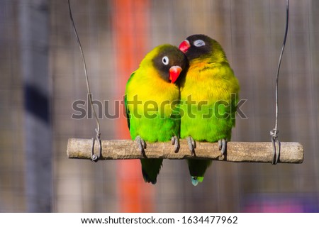 Yellow-collared Lovebirds (Agapornis personatus). Symbol of love.  Lovebird parrots sitting together.