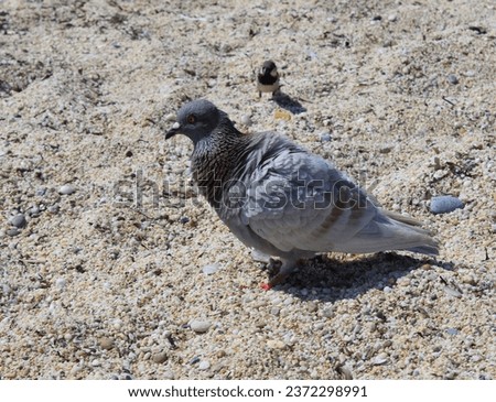 Yellow-cream colored small pebble sea sand in Alanya. Pigeons and doves perched on the sand on the beach by the sea. Close-up photos of bird animals with colorful wings.