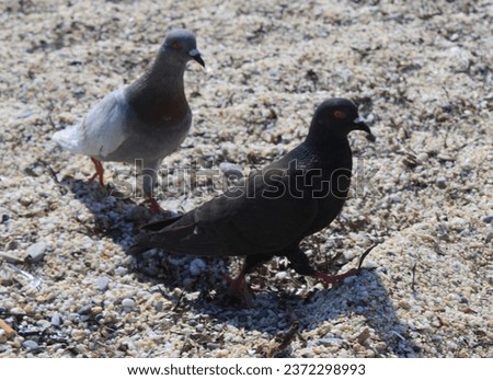 Yellow-cream colored small pebble sea sand in Alanya. Pigeons and doves perched on the sand on the beach by the sea. Close-up photos of bird animals with colorful wings.