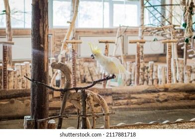 The Yellow-crested Cockatoo Bathes. Large White Parrot Being Hosed Down With Water