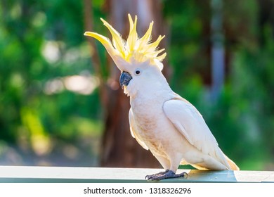 Yellow-crested cockatoo bird flaring the crest