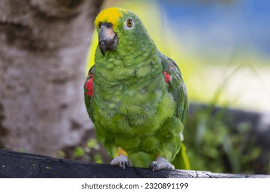 The yellow-crowned amazon or yellow-crowned parrot is a species of parrot native to tropical South America.