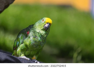The yellow-crowned amazon or yellow-crowned parrot is a species of parrot native to tropical South America.