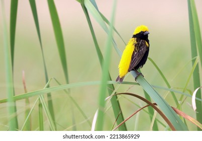 Yellow-crowned Bishop, Kruger National Park, South Africa 