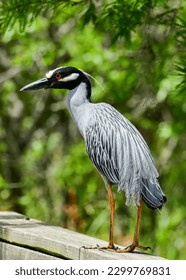 Yellow-crowned Night Heron at Brazos Bend State Park, Texas