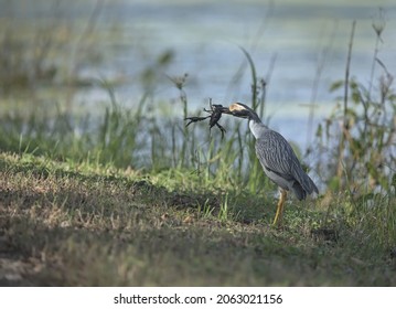 Yellow-crowned night heron caught a huge craw fish in the Texas swamp 