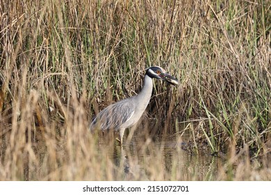 A Yellow-crowned Night Heron Enjoys A Shellfish Dinner At First Landing State Park In Virginia Beach, Virginia.