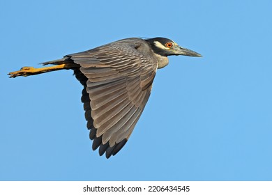 Yellow-crowned Night Heron in Flight