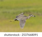 Yellow-crowned Night Heron, Nyctanassa violacea, New Jersey, United States, North America