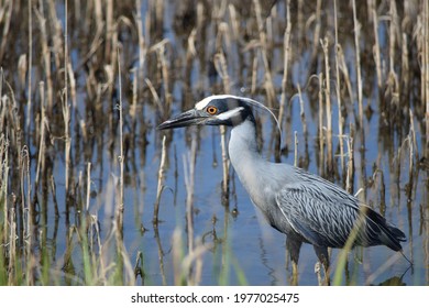 A Yellow-Crowned Night Heron (Nyctanassa violacea) wandering through the tall grass in search of food.