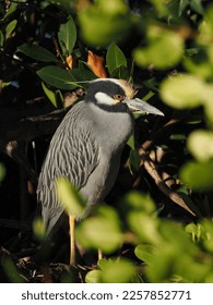 Yellow-crowned night heron, Nyctanassa violacea perched amongst greenery - Shutterstock ID 2257852771