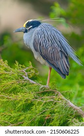 Yellow-crowned Night-Heron with bright green background standing on a twig. Breeding seasons. wading birds. Nesting creature.
 Nyctanassa violacea. Spring time .