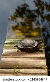 Yellow-eared Slider, Trachemys Scripta Is A Turtle Of The Family Emydidae.