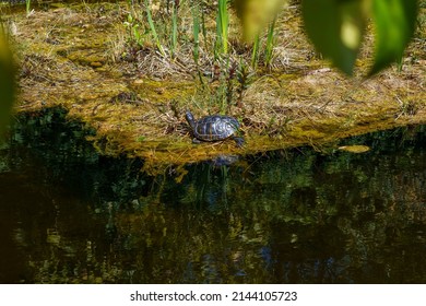 Yellow-eared Slider, Trachemys Scripta Is A Turtle Of The Family Emydidae.