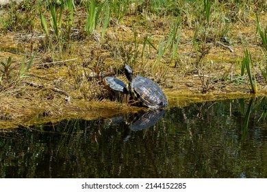 Yellow-eared Slider, Trachemys Scripta Is A Turtle Of The Family Emydidae.