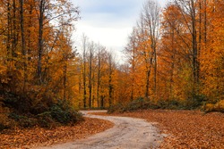 Yellowed Autumn Trees Along The Winding Roadside