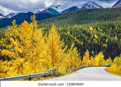  Yellowed Slender Aspens Near The Road Adjacent To The Green Spruce. The Magnificent Rocky Mountains In Canada. The Warm Indian Summer In October