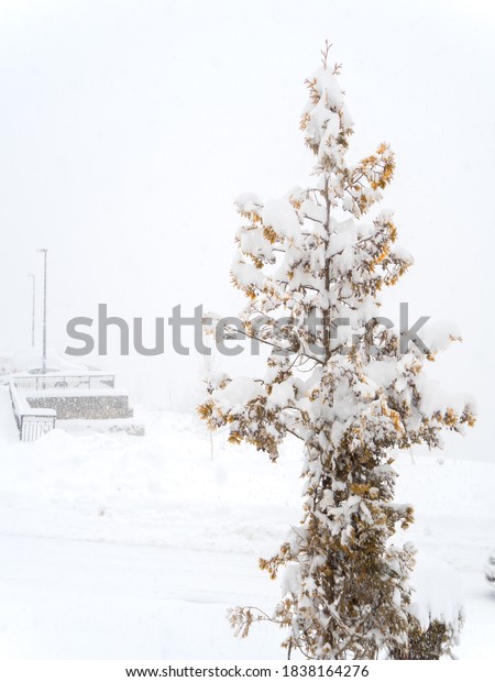 Yellowed thuja covered with snow outside on a foggy\
snowy day