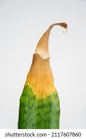 Yellowed Tip Of Leaf Of A Snake Plant In Close Up. Overflow Of Sansevieria. Rotting Of The Roots Of A House Plant.