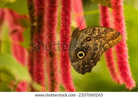 Yellow-edged giant owl (Caligo atreus) is a large butterfly from Central America. Large insect perched on the red flower of a tropical plant. Beauty of wild nature. Passion for entomology.