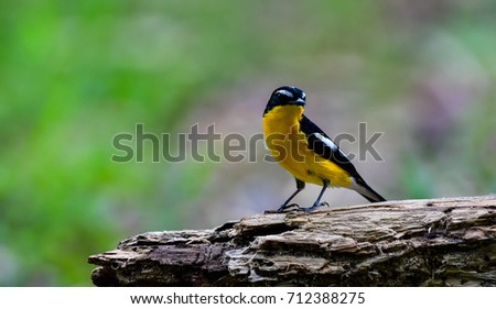 Little Yellow Bird >> Yellowedrump Flycatcher Little Yellow Bird Migration Thailand Stock Little Yellow Bird >> Yellowedrump Flycatcher Little Yellow Bird Migration Thailand Stock