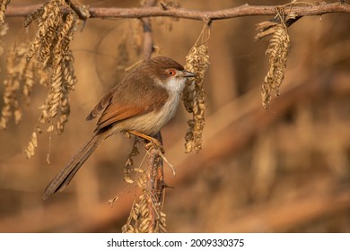 Yellow-eyed Babbler Looking For Insects And Grubs In A Thorny Thicket