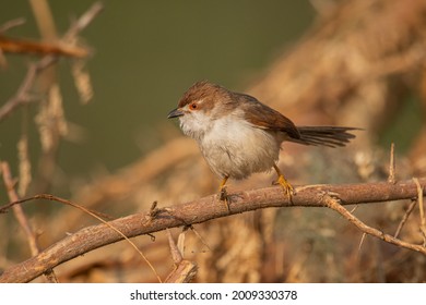 Yellow-eyed Babbler Looking For Insects And Grubs In A Thorny Thicket