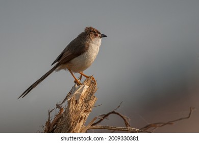 Yellow-eyed Babbler Looking For Insects And Grubs In A Thorny Thicket