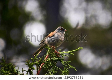 Yellow-eyed junco, junco phaeonotus on a tree with out of focus background