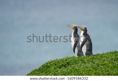 The Yellow-eyed Penguin is endemic to New Zealand.  It is found on the Otago Peninsula and the sub-Antarctic islands.  Its population is decreasing rapidly, making it a rare and threatened penguin.