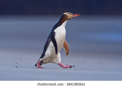 Yellow-eyed penguin - hoiho - Megadyptes antipodes, breeds along the eastern and south-eastern coastlines of the South Island of New Zealand, Stewart Island, Auckland Islands, Campbell Islands. - Shutterstock ID 1841383561
